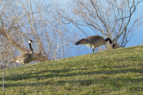 geese walking