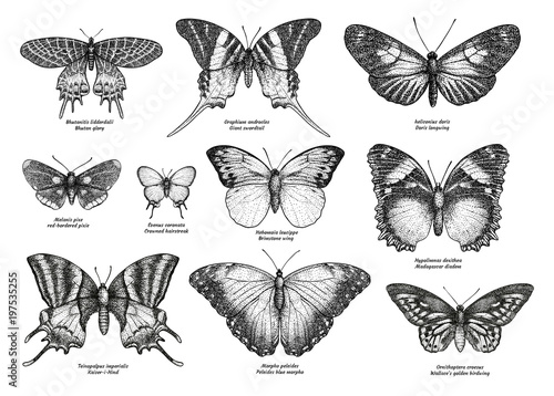 Tropical butterfly collection, illustration, drawing, engraving, ink, line art, 

vector