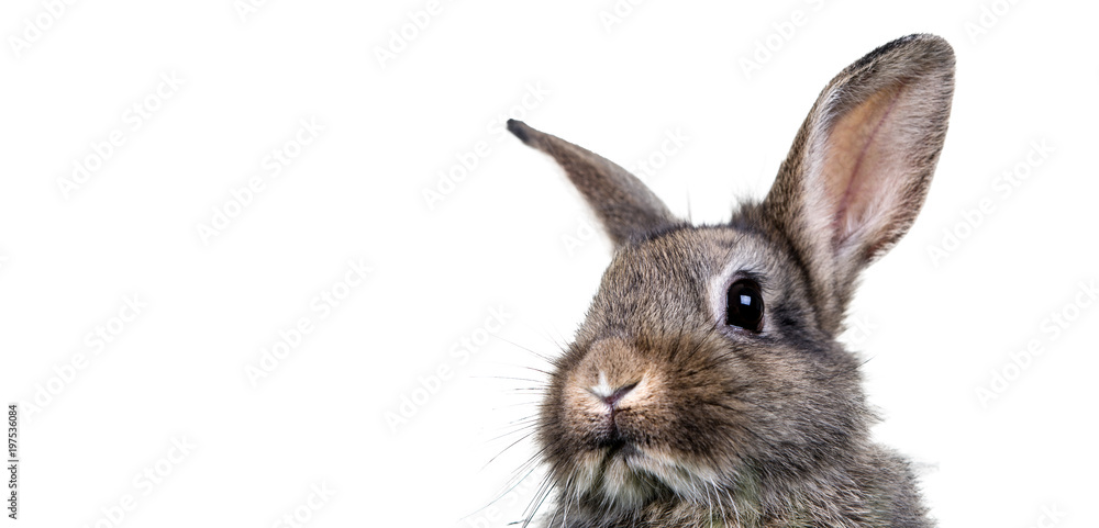 Naklejka premium Hase grau