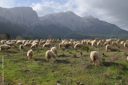 イタリア、サルデーニャ島の羊のいる風景