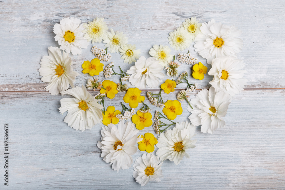 Obraz premium A bouquet of white flowers cosmea or cosmos with ribbon on white boards. Garden yellow flowers over handmade wooden table background. Backdrop with copy space.