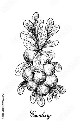 Hand Drawn of Ripe Cranberries on White Background