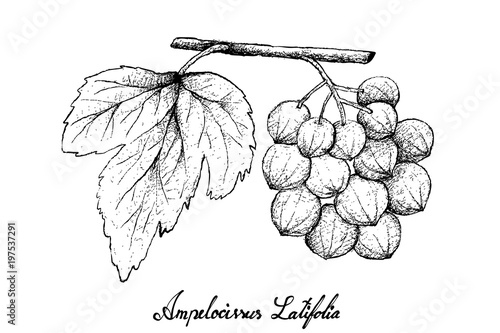 Hand Drawn of Ampelocissus Latifolia on White Background photo