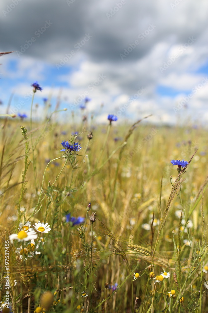 a meadow of wild flowers under beautiful sun