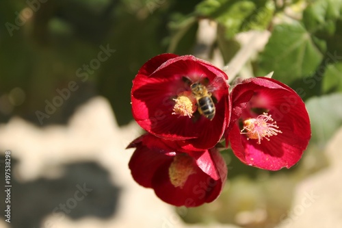 Phymosia Umbellata flowers in the garden and bee pollinating