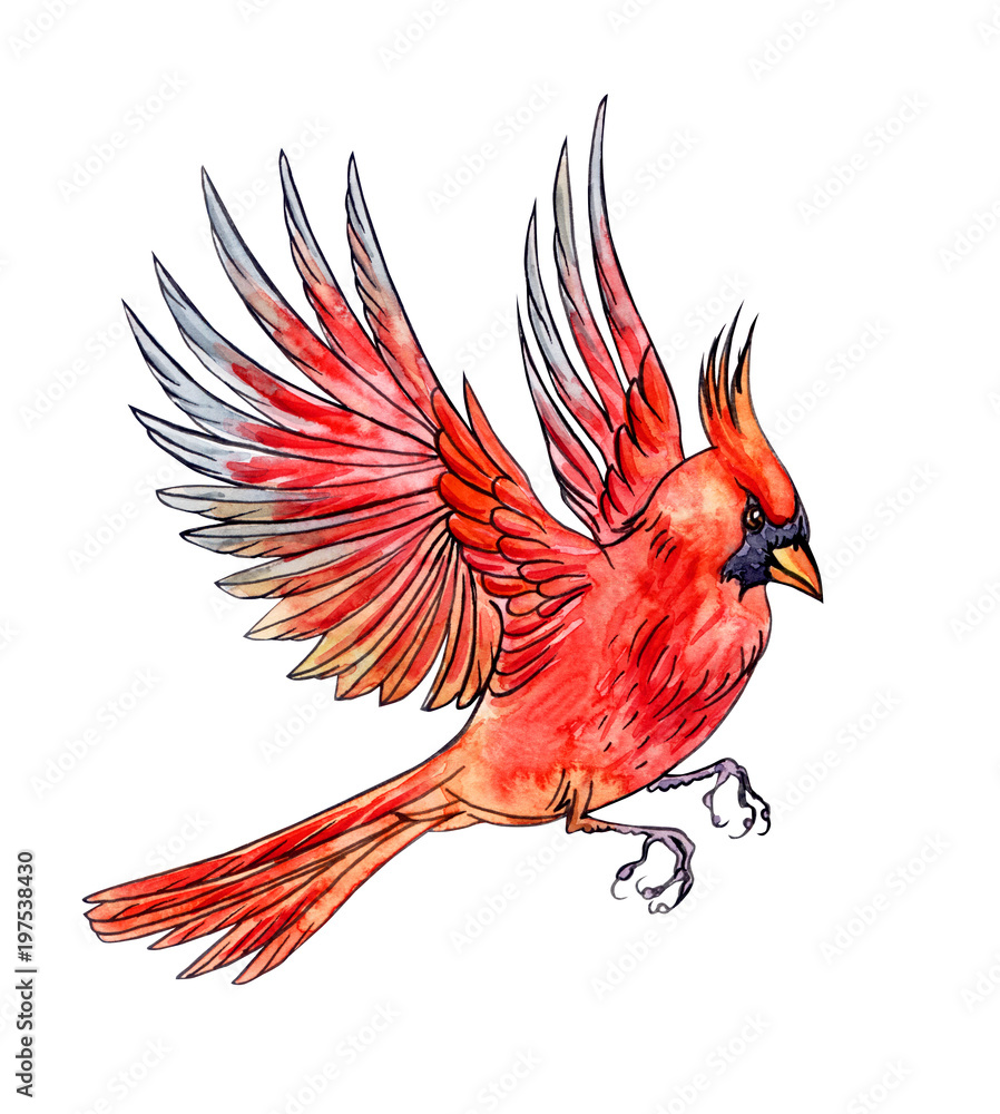 Flying bird Cardinal, hand drawing, sketch. An image of a bird in