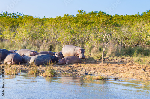 Herd of hippos sleeping, Isimangaliso Wetland Park, South Africa
