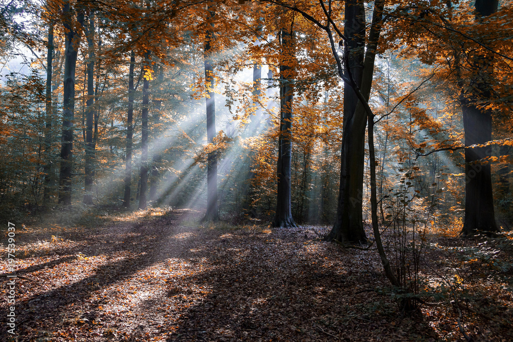 autumn morning in the forest autumn morning in the forest