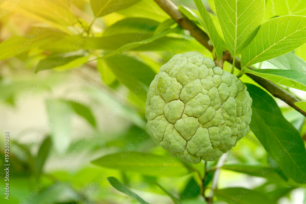 Fototapeta premium Custard apple fruit on tree.(sugar apple, sweetsop, anon, Annona squamosa)