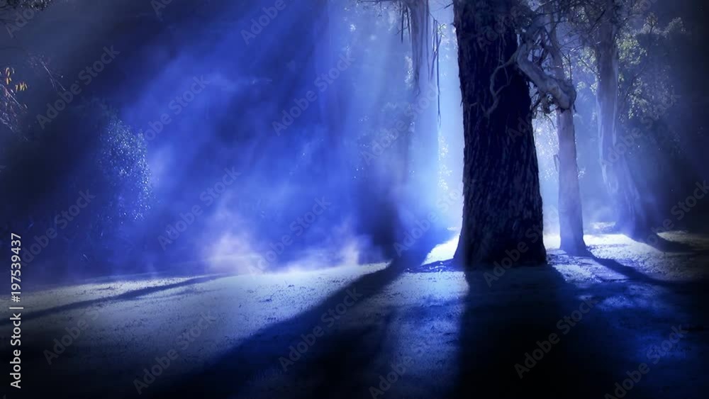 Misty forest. Steam rises from frost amongst silhouetted trees, illuminated by sun rays, blue version. This shot could also be used for a dark spooky night time horror scene of moonlight in a forest. Misty forest. Steam rises from frost amongst silhouetted trees, illuminated by sun rays, blue version. This shot could also be used for a dark spooky night time horror scene of moonlight in a forest.