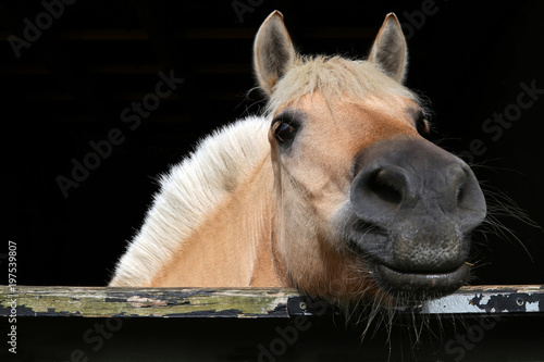 Fotografia Portrait of Fjord Horse in a stable, on a black background