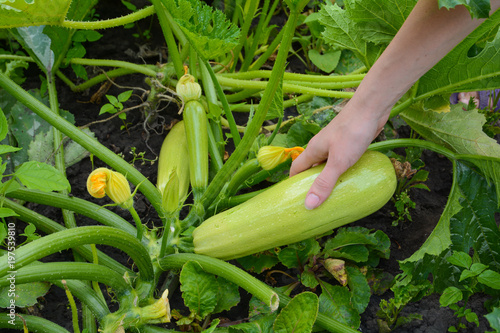 Closeup of female hands that harvest of zucchini growing in the garden