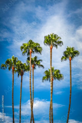 Palm Trees in San Diego
