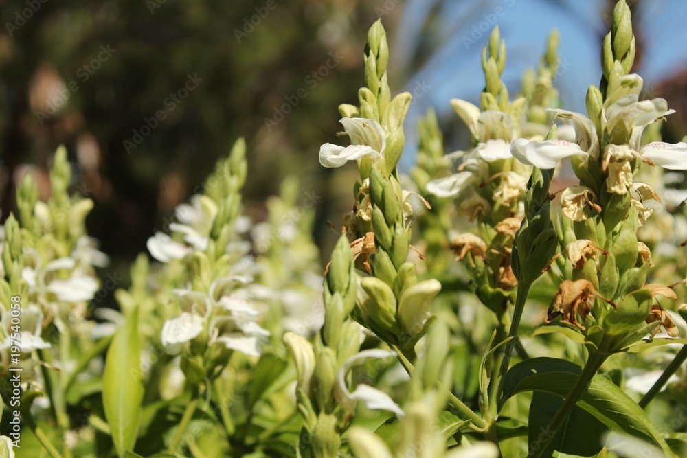 Justicia Adhatoda flowers in the garden Justicia Adhatoda flowers in the garden