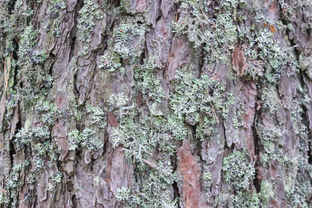 Fototapeta premium Bark of pine close-up. Ringworm on the bark of a tree.