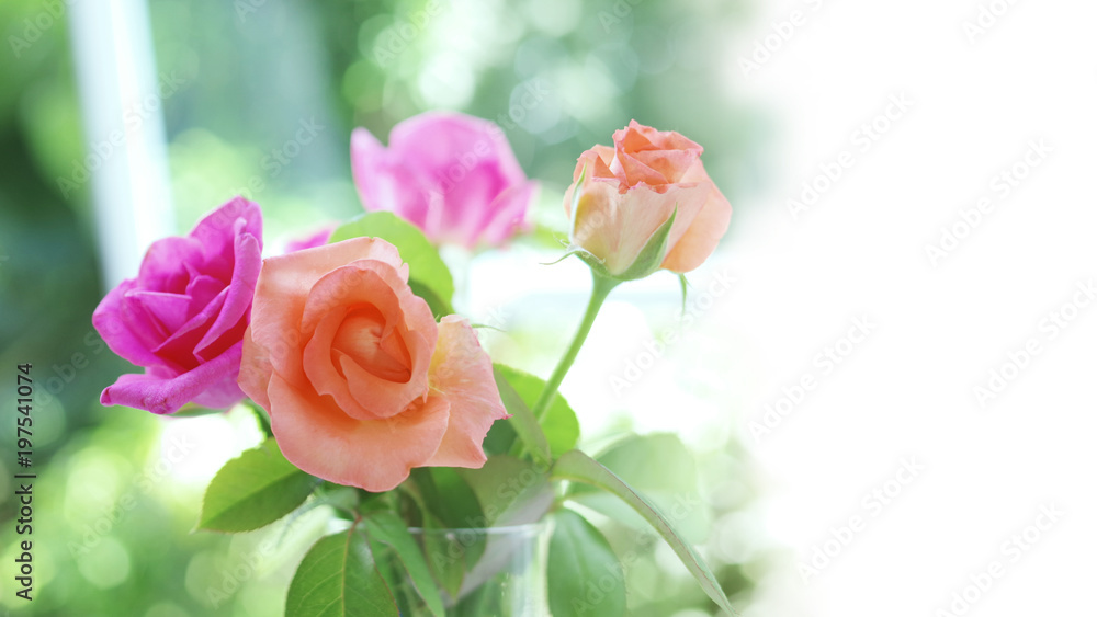 Soft focus spring roses, purple and old rose flowers with green leaves in glass vase on blurred bokeh background with white copy space. Soft focus spring roses, purple and old rose flowers with green leaves in glass vase on blurred bokeh background with white copy space.