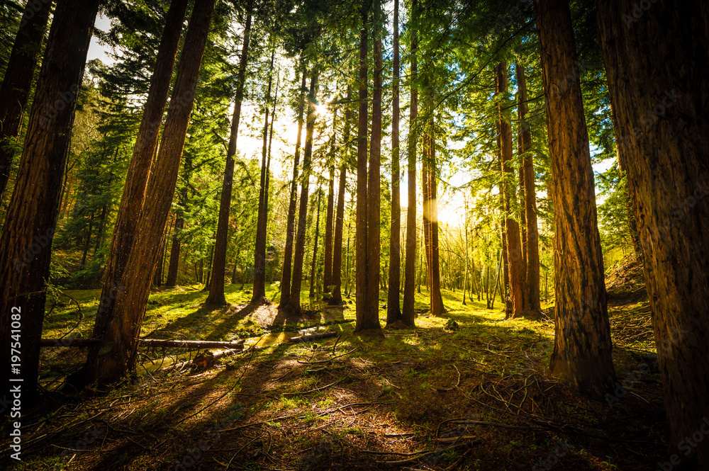 Obraz premium Las sekwojowy