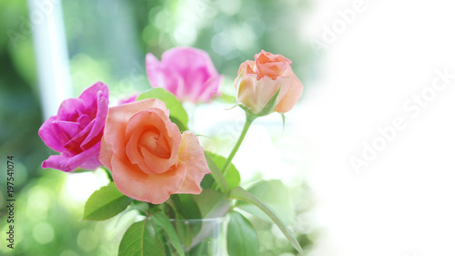 Soft focus spring roses, purple and old rose flowers with green leaves in glass vase on blurred bokeh background with white copy space.