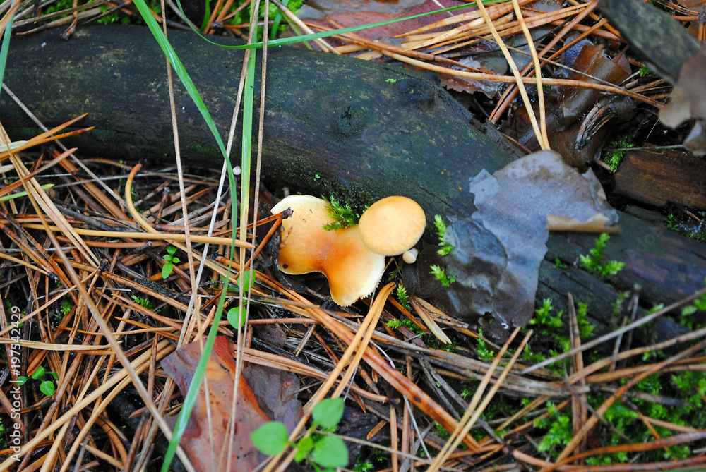 Close-up mushrooms group with yellow head, rotten grass background in the forest Close-up mushrooms group with yellow head, rotten grass background in the forest