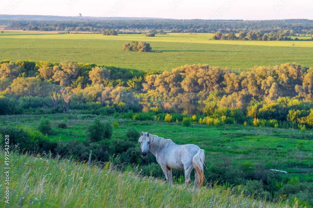 A white horse grazes on the mountainside. Summer rural landscape. A white horse grazes on the mountainside. Summer rural landscape.