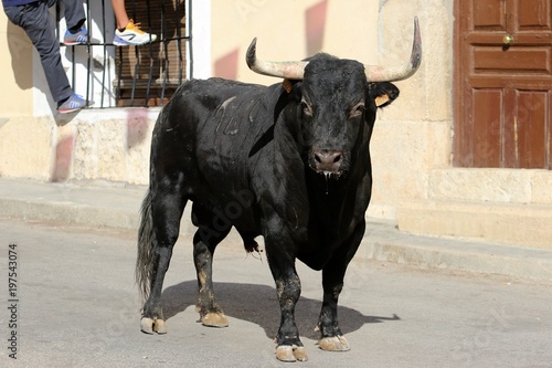 bull 