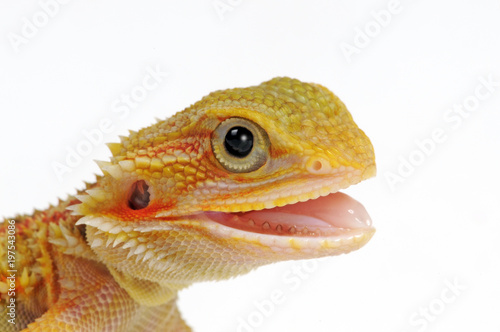 junge Bartagame (Pogona vitticeps) Translucent Cawley Red - bearded dragon  photo