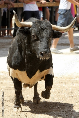 bull 