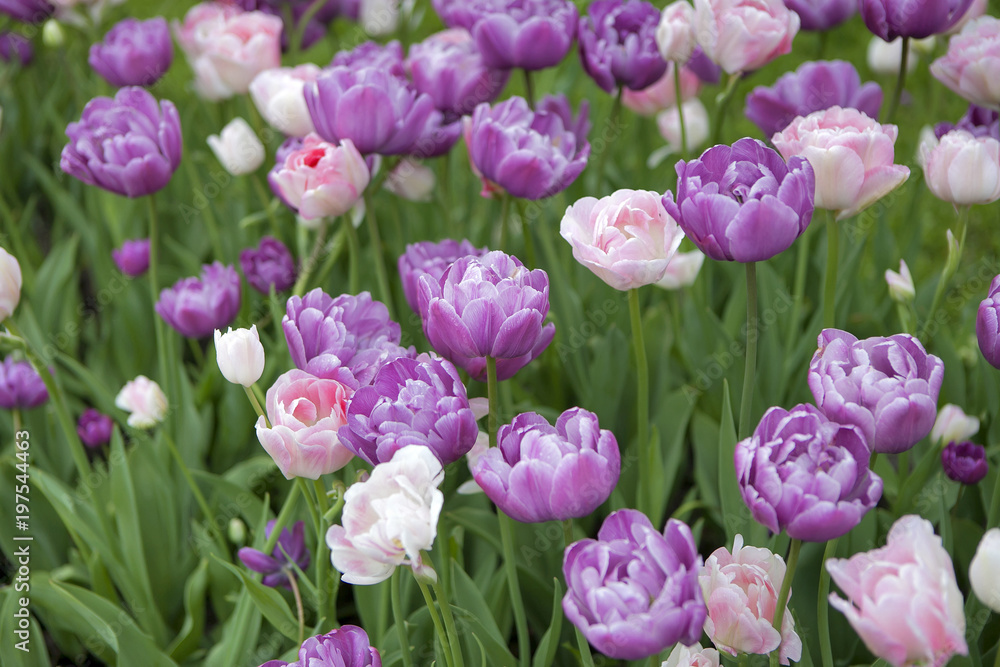 Obraz premium Pink tulips in the garden