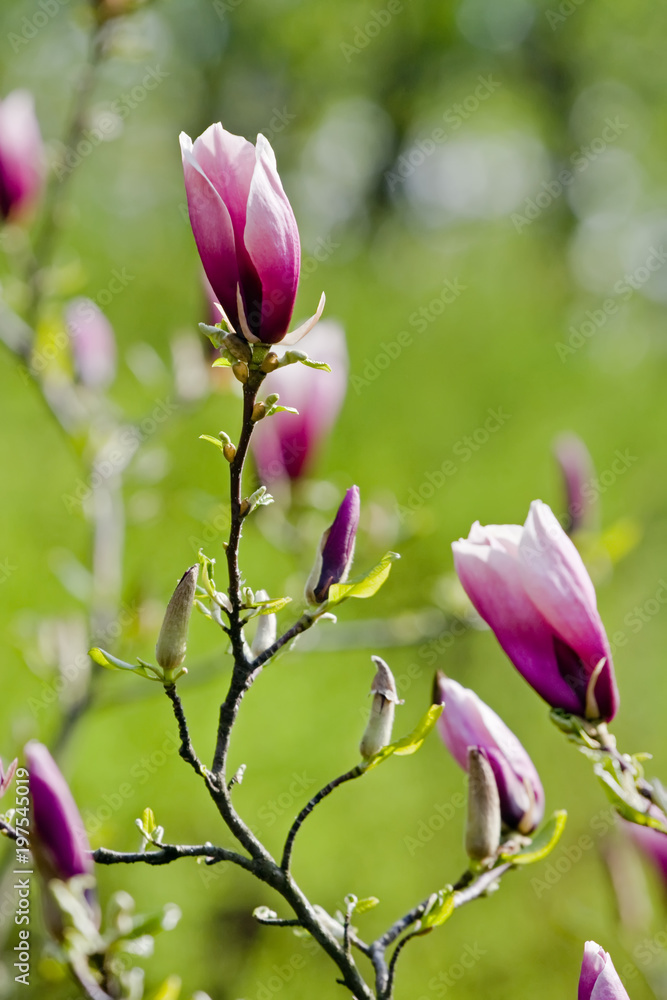 Pink magnolia tree in bloom Pink magnolia tree in bloom