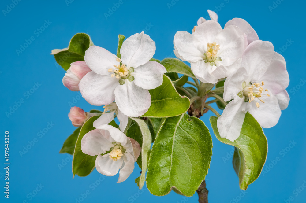 Fototapeta premium apple blossoms on blue background