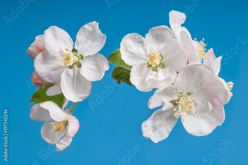 apple blossoms on blue background