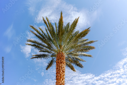 Plantation of Phoenix dactylifera, commonly known as date or date palm trees in Arava and Negev desert, Israel, cultivation of sweet delicious Medjool date fruits photo