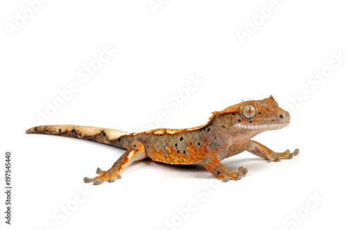 Neukaledonischer Kronengecko (Correlophus ciliatus) - Crested gecko  photo