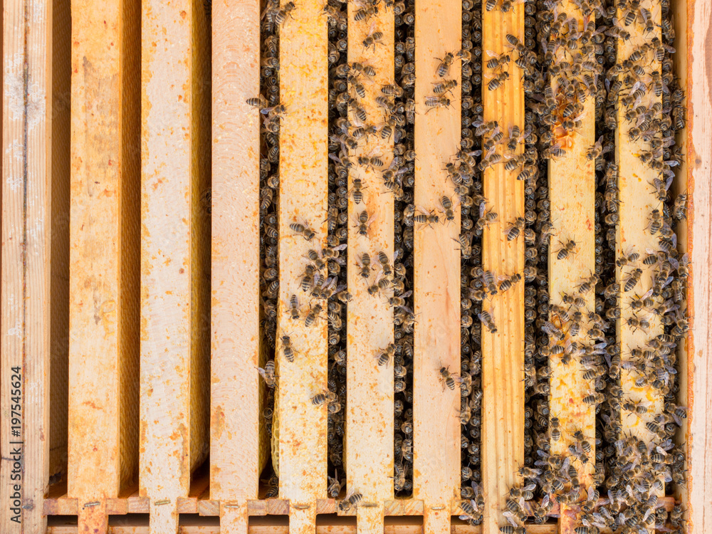 Größe eines Bienenvolkes nach dem Winter Größe eines Bienenvolkes nach dem Winter