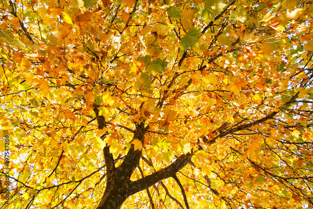Herbstlaub Herbstlaub