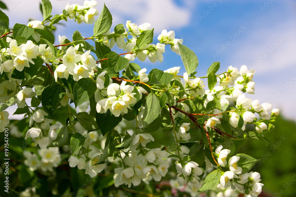 Blooming Jasmine in the summer garden Blooming Jasmine in the summer garden