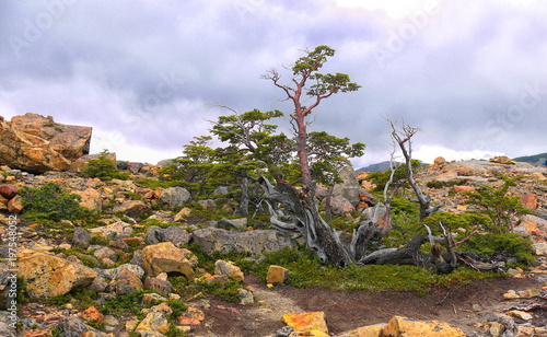 Fotografija A stunted tree struggles to survive in a hostile environment beside a glacial lake in Patagonia