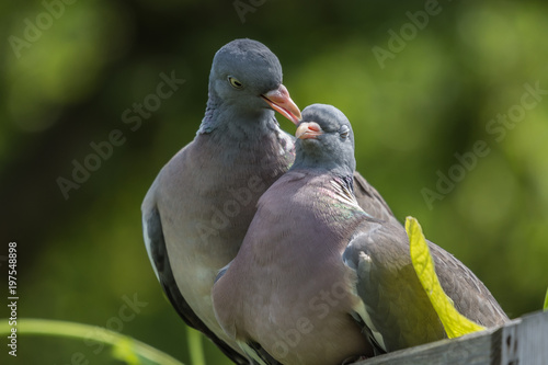 portrait of two birds  pigeon, closeup, green blurred background, portret, para gołębie, grzywacz na zielonym tle photo