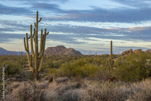 Giant Arizona Saguaro cactus near Sunset with Mountains in background