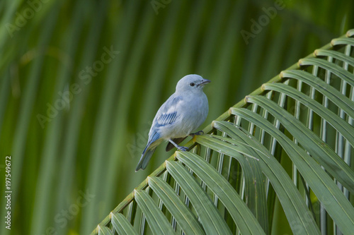 Blue bird center framed in a palm leaf with green background. São Gabriel da Cachoeira, Amazon / Brazil photo