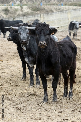 Wallpaper Mural bull in spain Torontodigital.ca