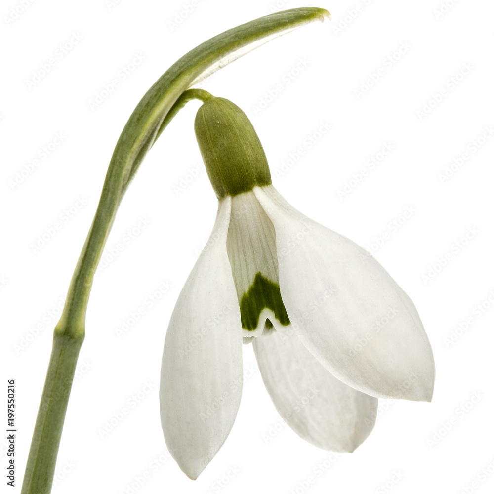 Flower of snowdrop isolated on white background Flower of snowdrop isolated on white background