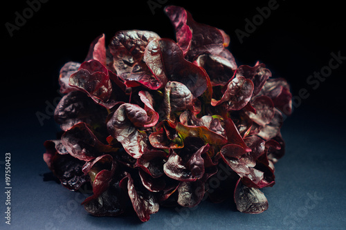 Red Oak leaf lettuce salad on black background