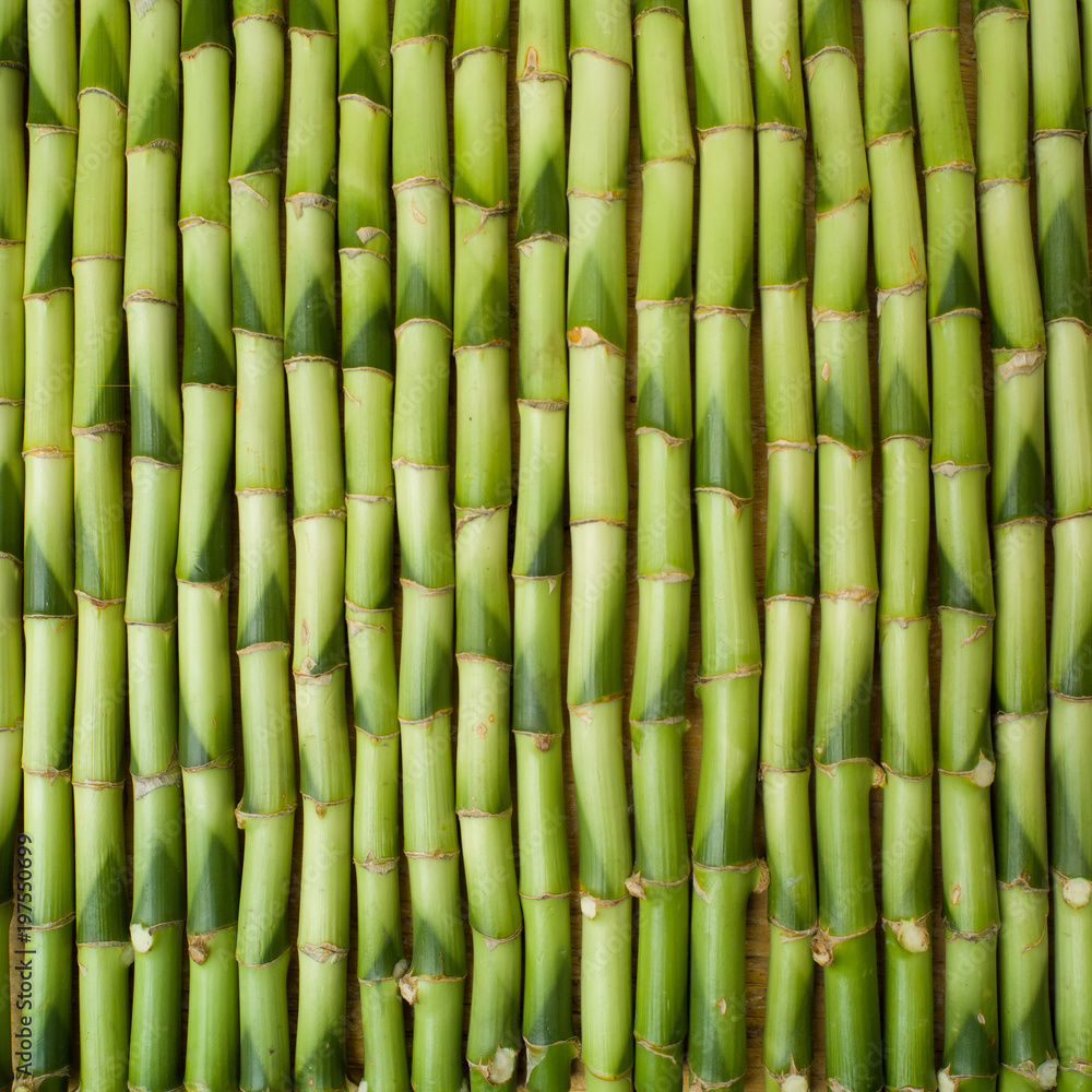 Fototapeta premium bamboo