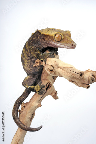Neukaledonischer Kronengecko (Correlophus ciliatus) - Crested gecko photo