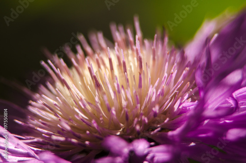 Close-up of purple flower garden petals.