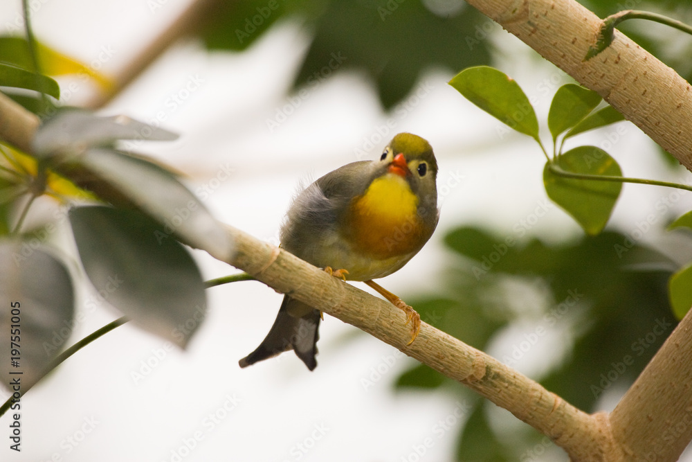 Fototapeta premium bird
