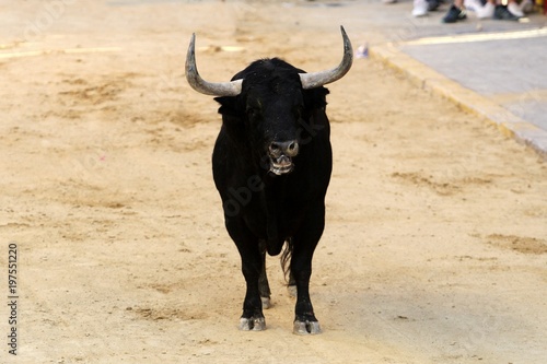 bull in spain