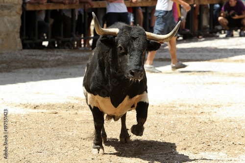 bull in spain