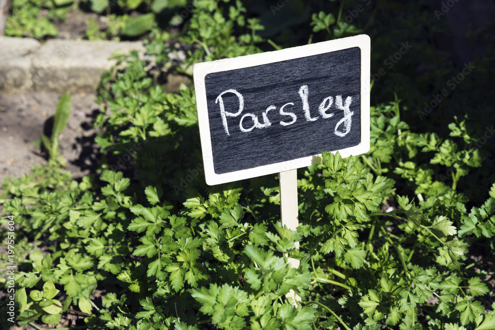 Parsley in the garden